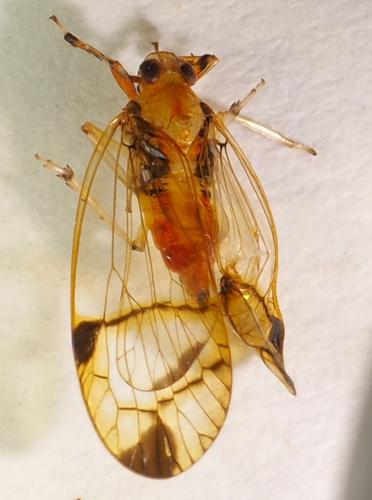 Hesticus sp.